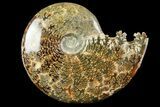 Polished Ammonite (Cleoniceras) Fossil - Madagascar #158270-1
